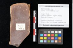 Foto (Objekt + Etikett) von Quercus palaeoilex Ettingshausen (NHMW-GEO-2024-0188-0793)